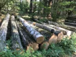 Grumes de bouleau – 2 camions (100 stères) – Certifié PEFC & FSC – Image 2