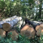 Grumes de bouleau – 3 camions (150 stères) – Certifié PEFC & FSC
