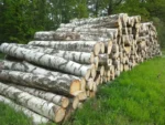 Grumes de bouleau – 2 camions (100 stères) – Certifié PEFC & FSC – Image 3