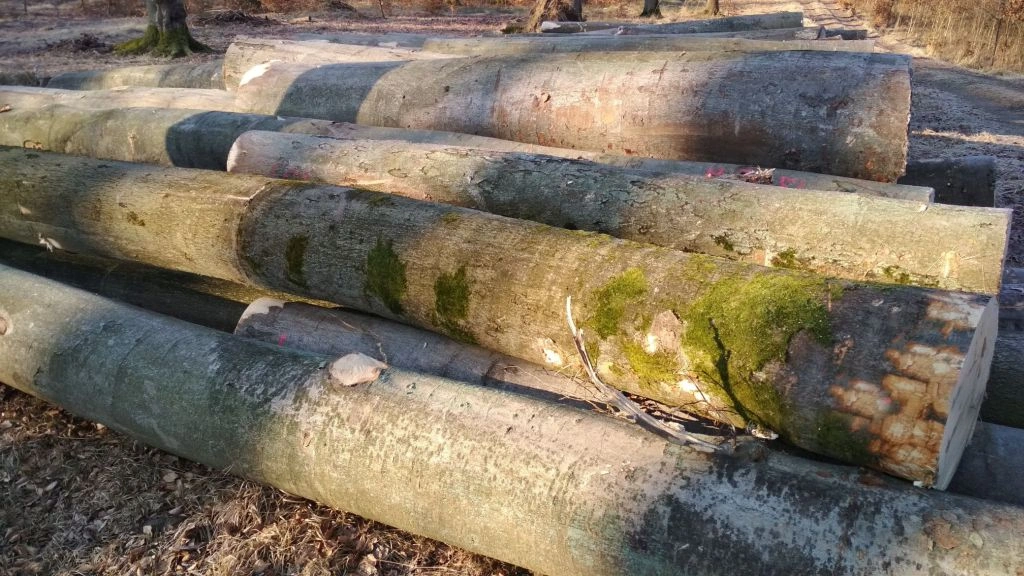 Grumes de hêtre