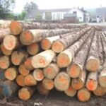 Grumes de feuillus durs (mélange) – 1 camion (50 stères) – Certifié PEFC